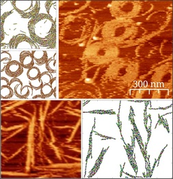 AFM images of FtsZ filaments on different anchoring conditions and results from the Montecarlo simulations with anchoring.
