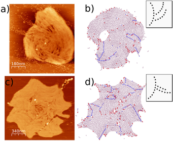 Mutant-FstZ filaments. AFM vs Montecarlo simulations with SLB. González de Prado Salas et al. DOI: 10.1039/C3SM50590A